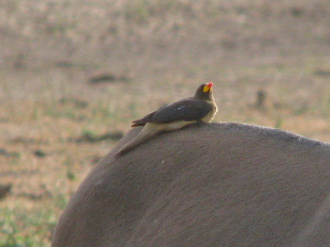 03 Oiseau Qui Picore Les Anes